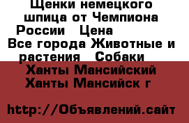 Щенки немецкого шпица от Чемпиона России › Цена ­ 50 000 - Все города Животные и растения » Собаки   . Ханты-Мансийский,Ханты-Мансийск г.